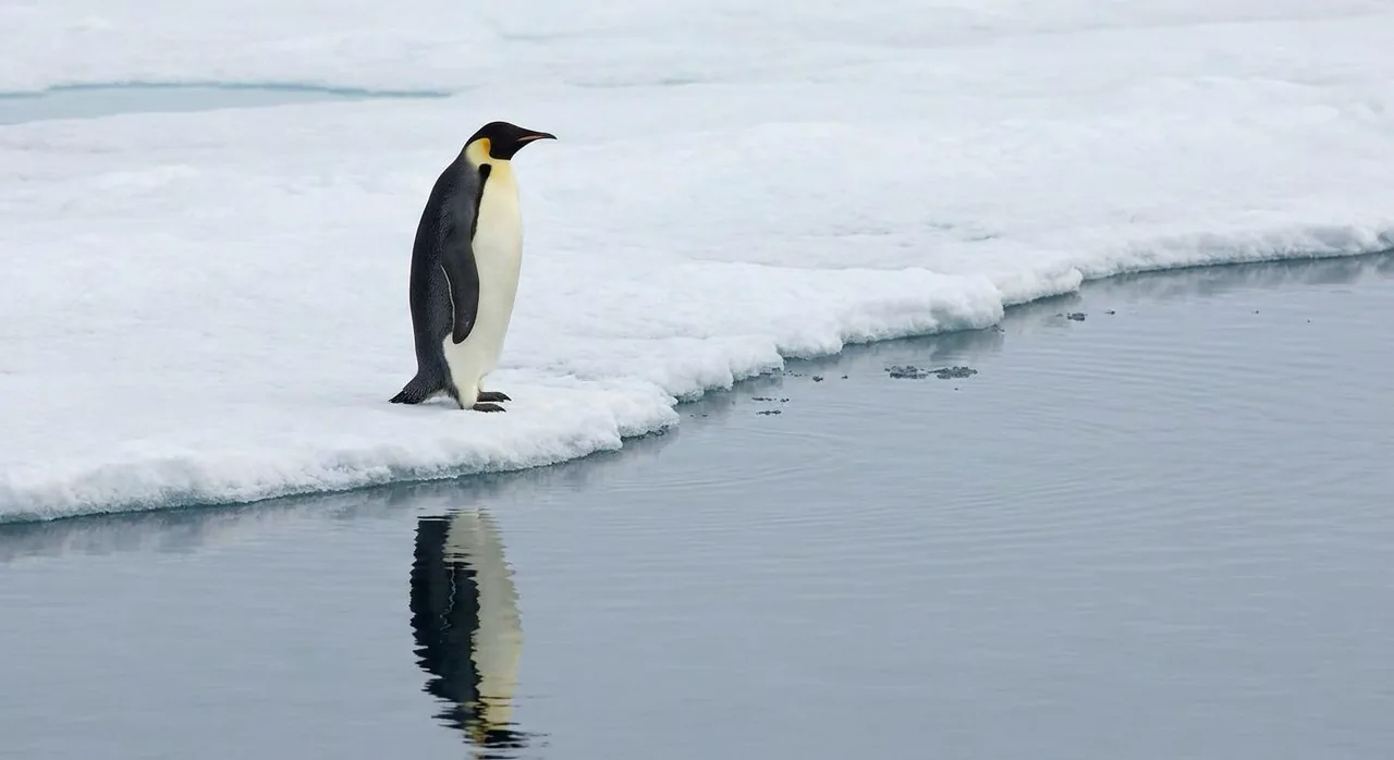 Emperor penguin standing beside calm icy water